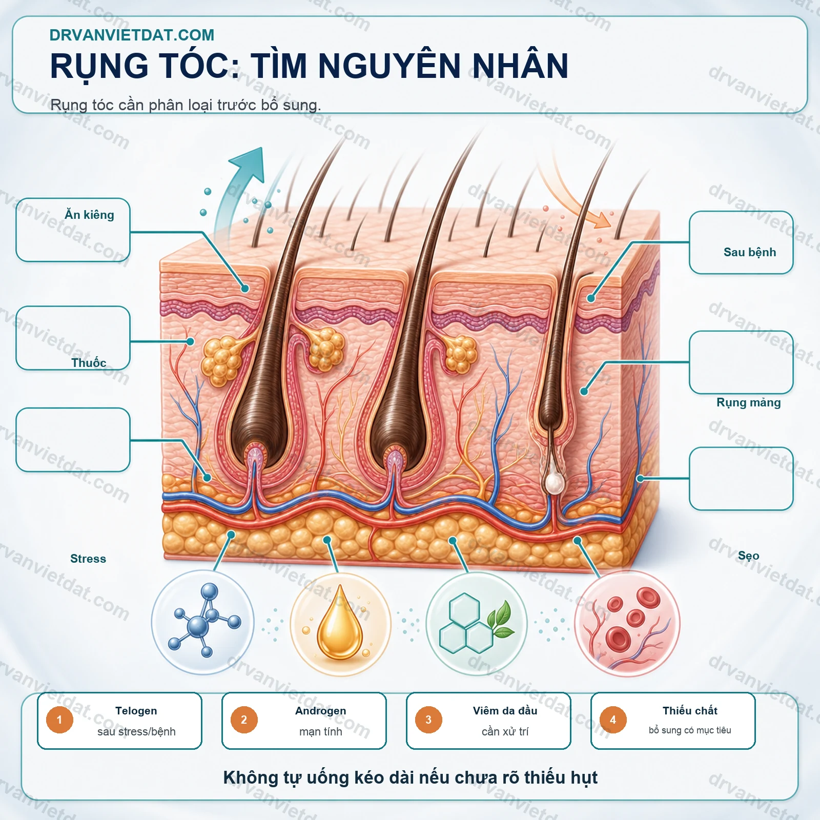 Biotin 1: Biotin và rụng tóc - khi nào thiếu mới cần bổ sung? - cơ chế